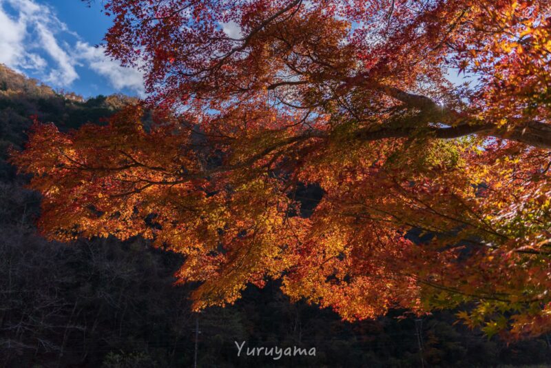 福知山廃線の紅葉