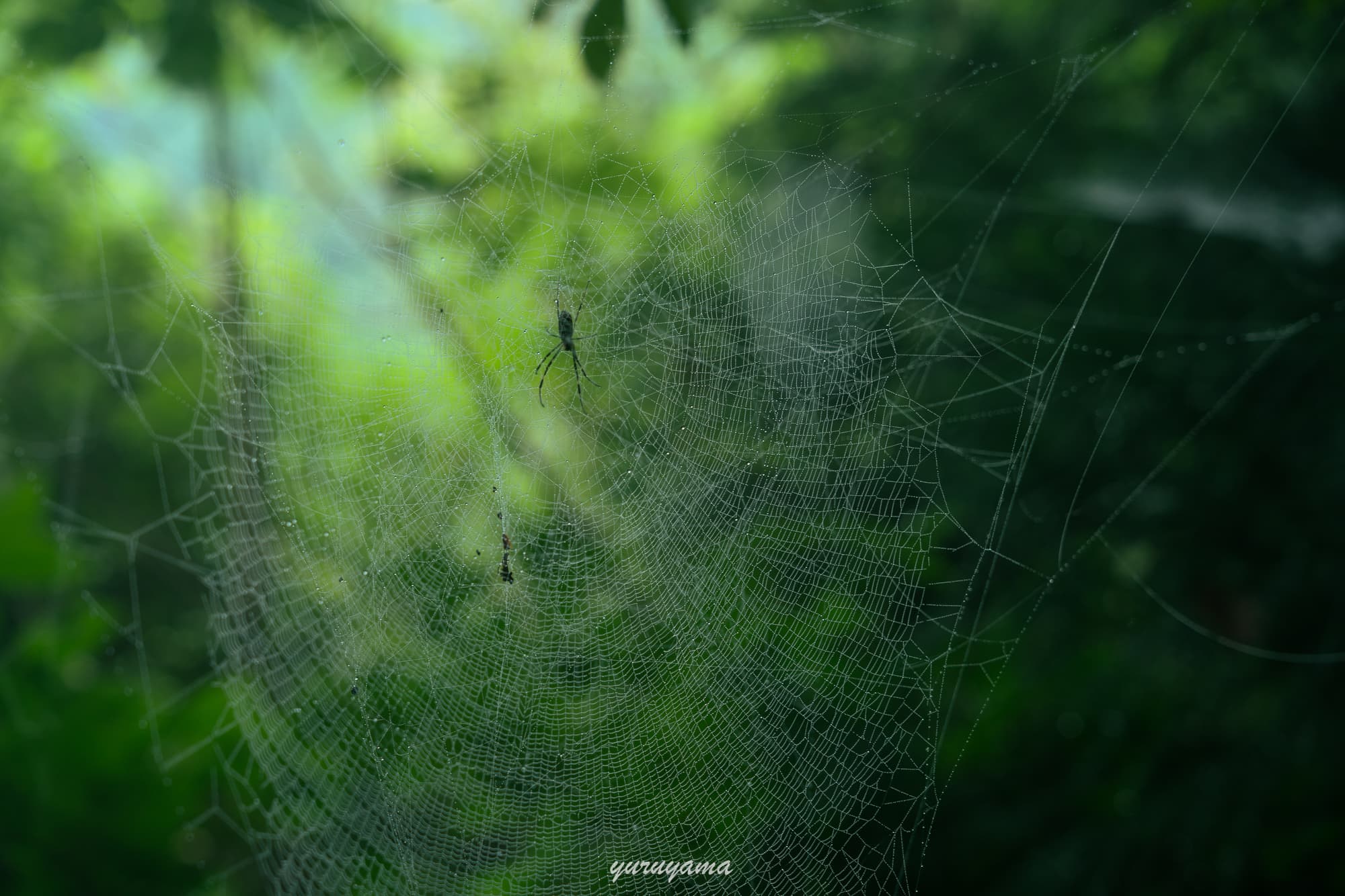 高尾山登山道の蜘蛛の巣