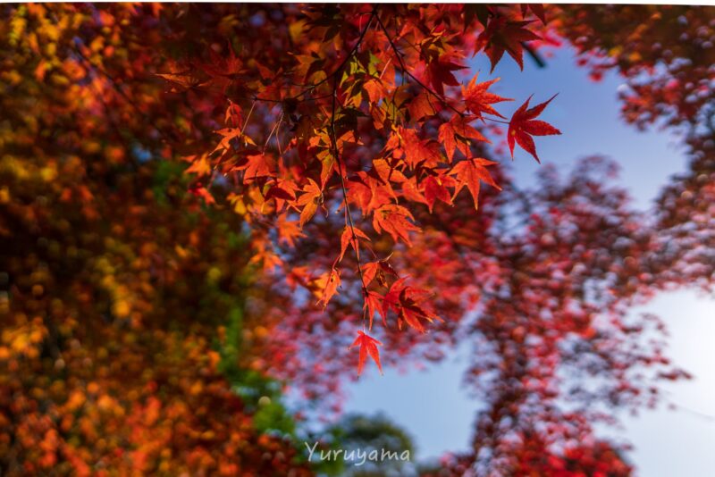 京都一周トレイル道中の紅葉