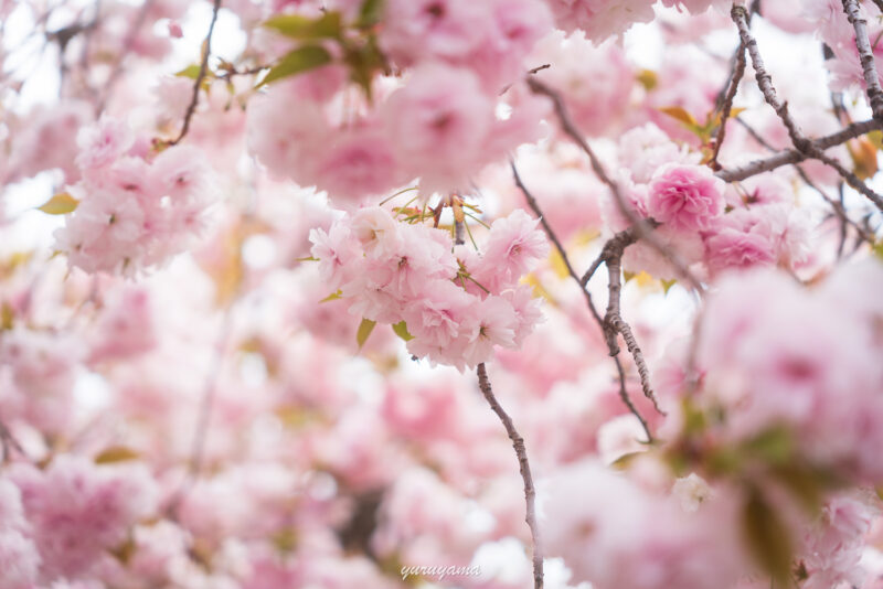 桜の通り抜けの八重桜の作例
