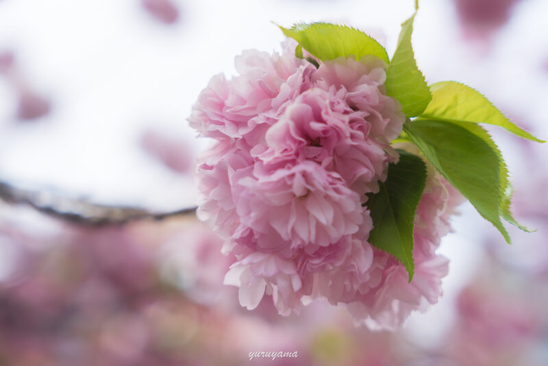 桜の通り抜けの画像