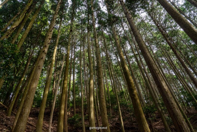 京都一周トレイル北山西部コースの登山道は杉林が多い