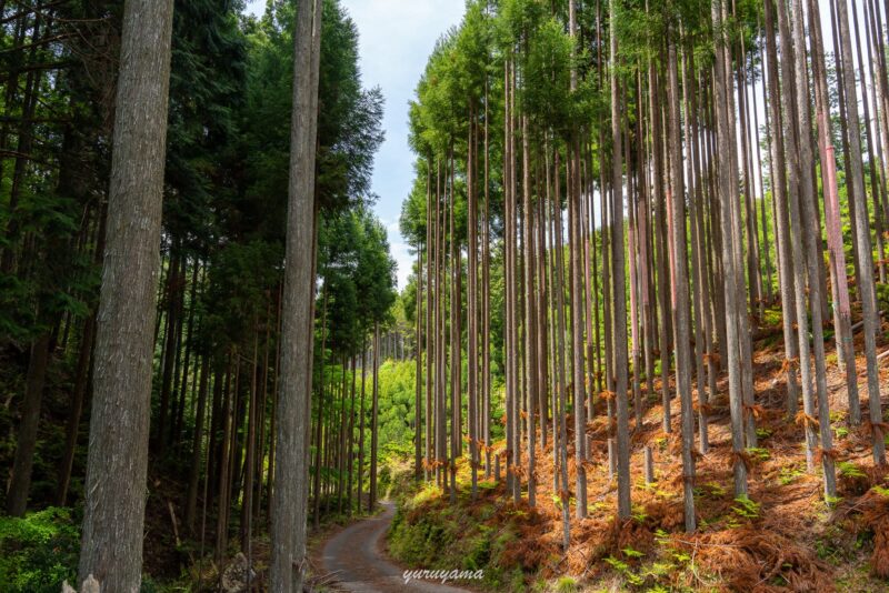 京都一周トレイル北山西部コースの北山杉