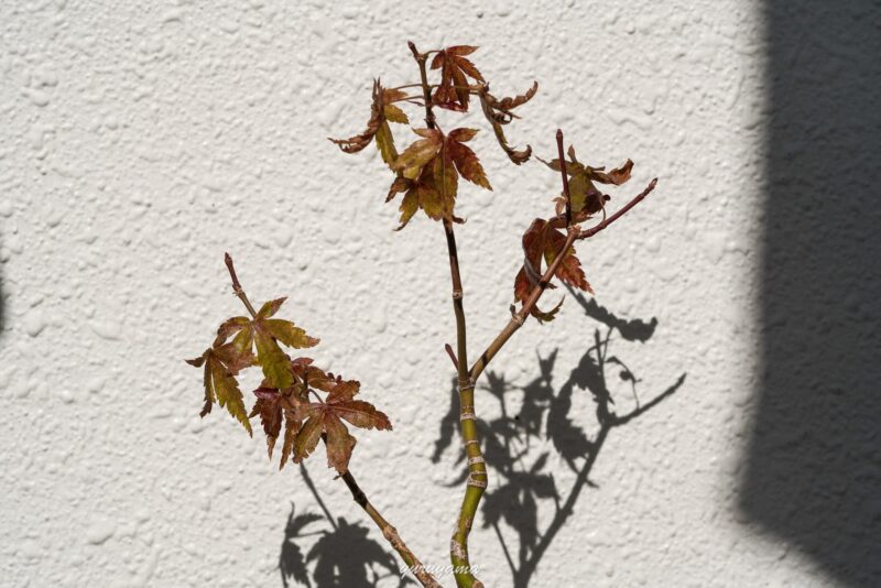茶色く葉が変色したモミジのミニ盆栽