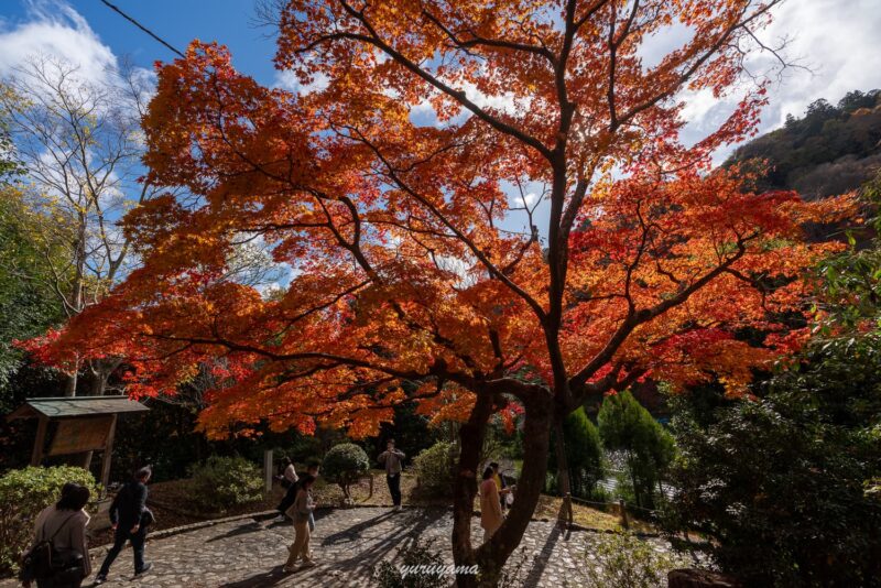 嵐山公園の紅葉