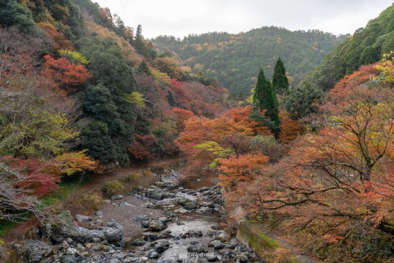京都一周トレイル西山コースは清滝川沿いに進む