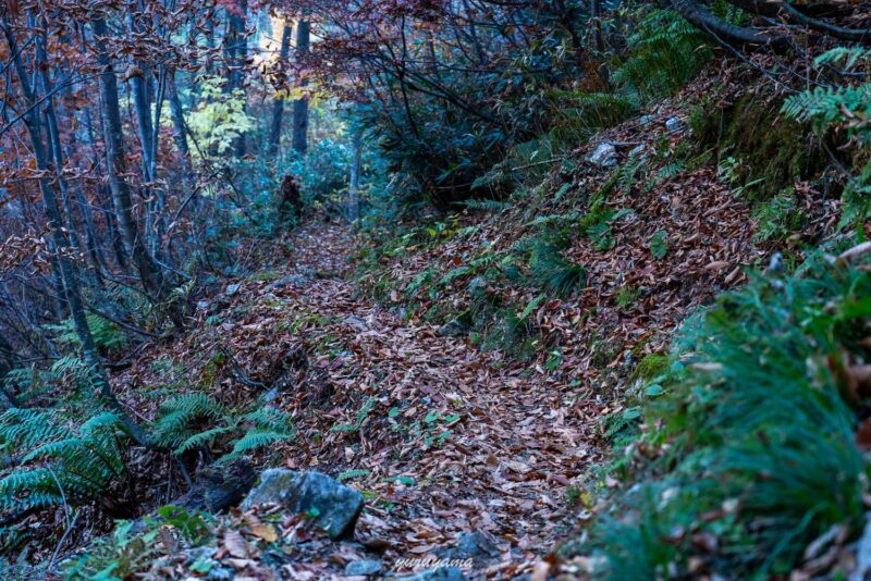 落ち葉で見えづらい下ノ廊下の登山道
