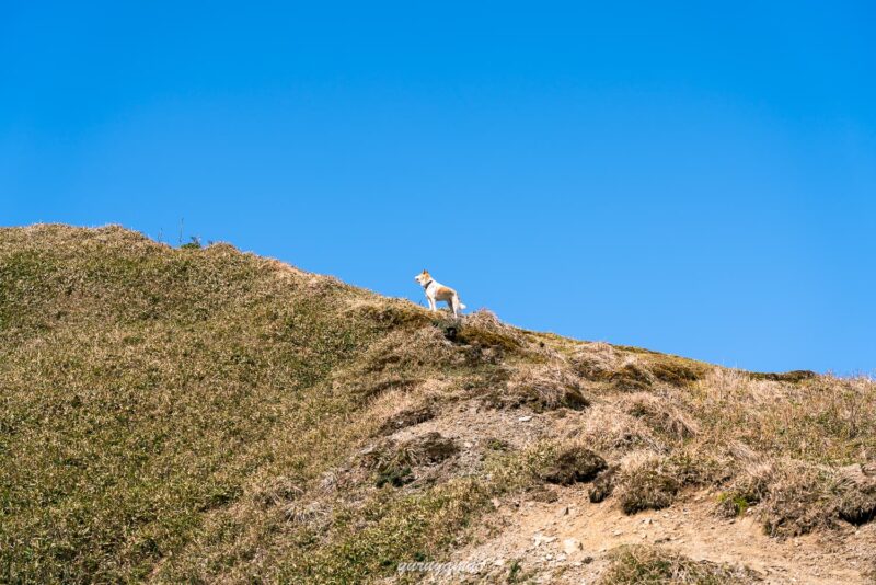 蓬莱山の登山道と野良犬の画像