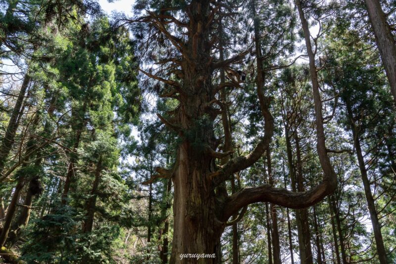 蓬莱山登山中の天狗杉の画像
