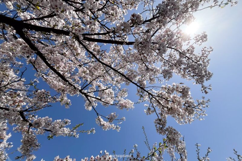 大阪まいしまシーサイドパークの桜の画像