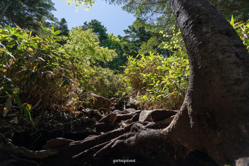 四阿山までの急登が続く
登山道の画像