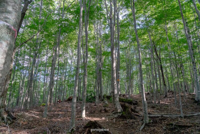 南アルプス南部の登山道の画像