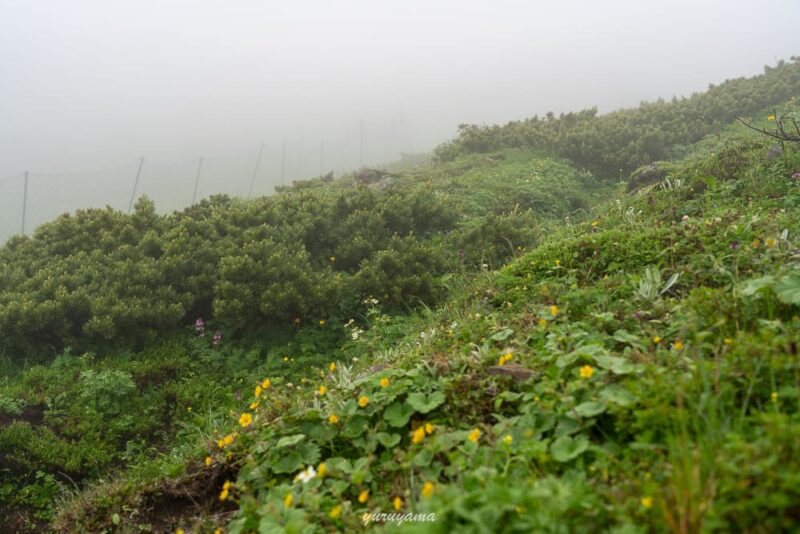 前岳から荒川小屋までの登山道に広がるお花畑