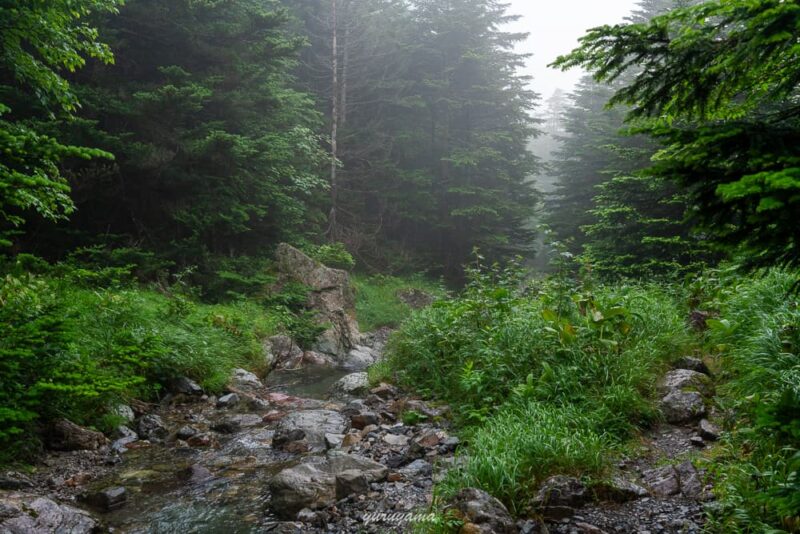 聖沢までの登山道の画像