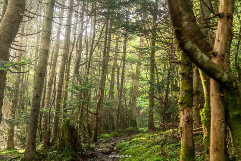 聖平小屋から聖沢までの登山道の画像