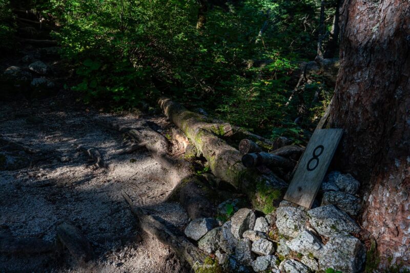 ブナ立尾根登山道の画像2