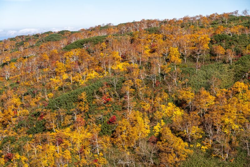 旭岳ロープウェイから見える大雪山の紅葉の画像2