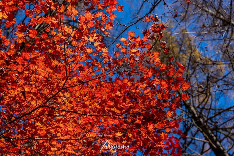 大菩薩嶺の紅葉の画像2