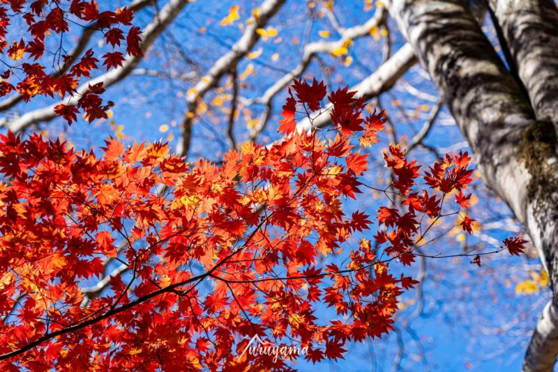 雲取山の紅葉の画像