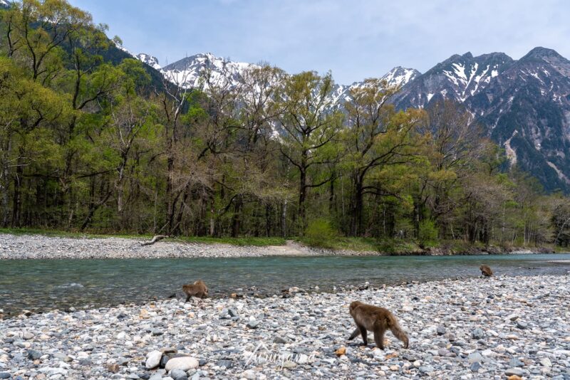梓川と猿、穂高連峰