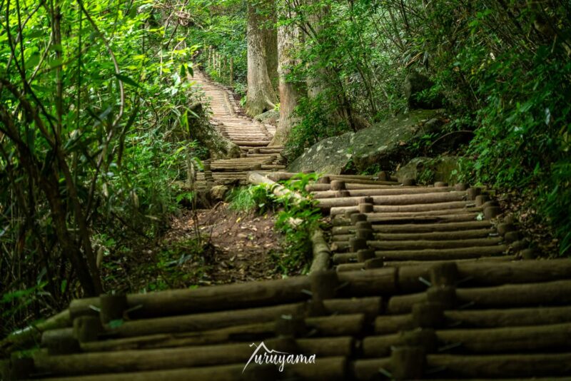 筑波山頂まで続く御幸ヶ原コースの木道