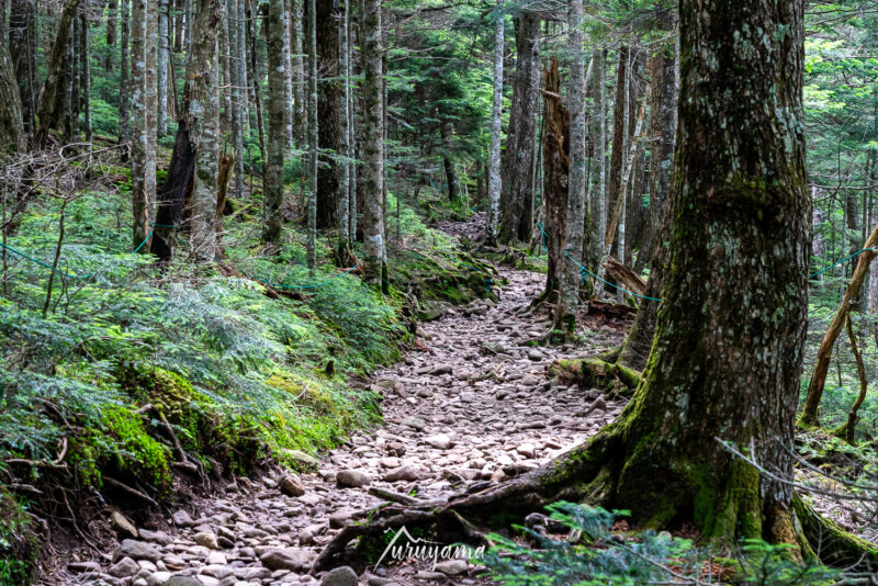 蓼科山登山道の画像