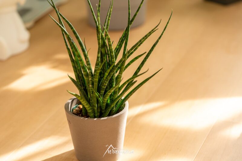 AND PLANTSから届いたサンスベリア・ファーンウッド・パンクの画像2