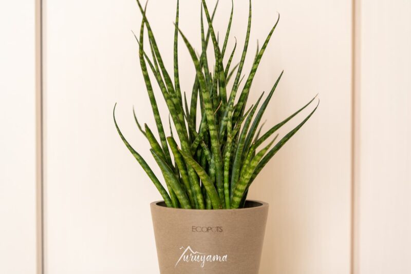 AND PLANTSから届いたサンスベリア・ファーンウッド・パンクの画像1