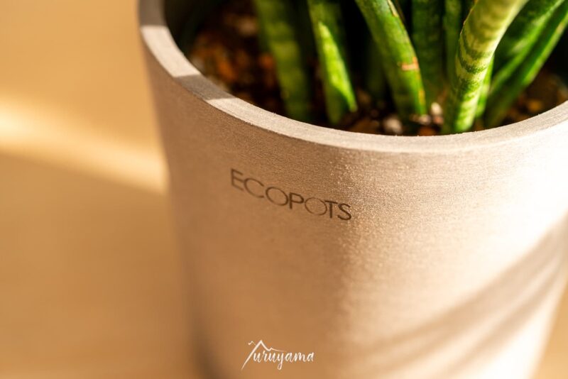 AND PLANTSから届いたサンスベリア・ファーンウッド・パンクの画像1