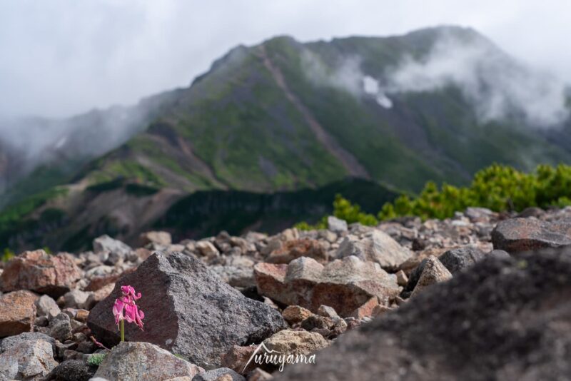 御嶽山に咲くコマクサ