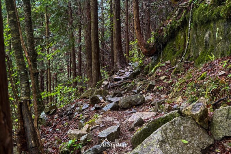 恵那山登山道の画像