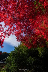 京都一周トレイルは紅葉の時期がおすすめ