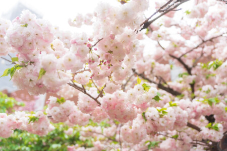 桜の通り抜けのが蔵4