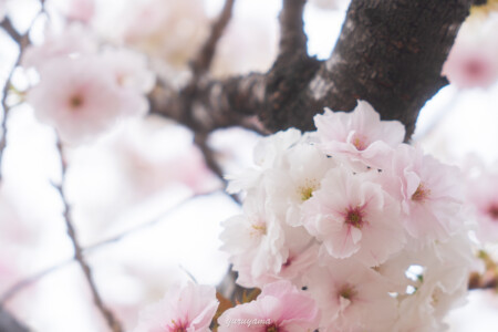 桜の通り抜けの画像3