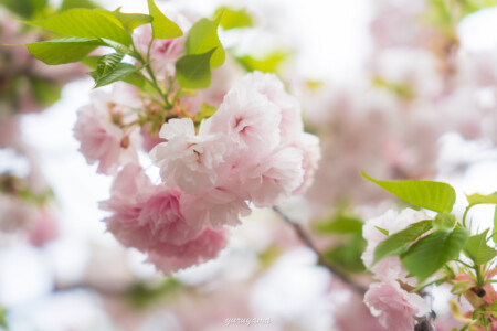 桜の通り抜けの画像2