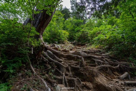 西銀座ダイヤモンド縦走路。折立から太郎平へ続く登山道の画像1